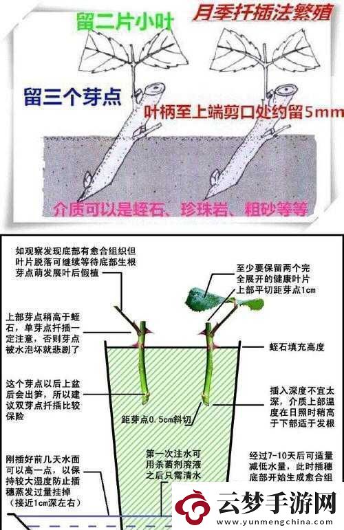 韓式72種扦插方式