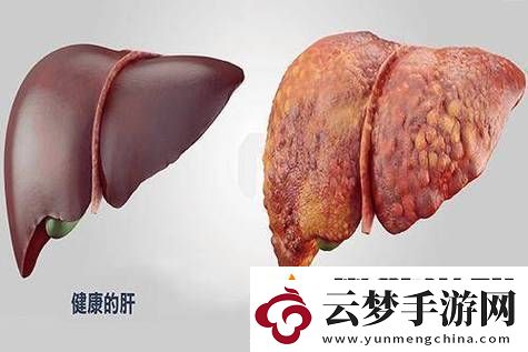 老公每天吃我小花園會(huì)傷肝嗎：探討健康飲食中的花草養(yǎng)生