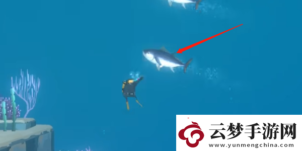 潛水員戴夫金槍魚怎么抓