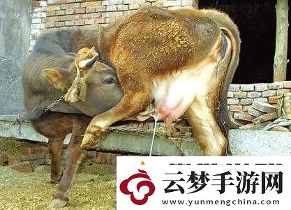 套陰莖奶牛服截肢產(chǎn)奶：殘忍的產(chǎn)奶方式