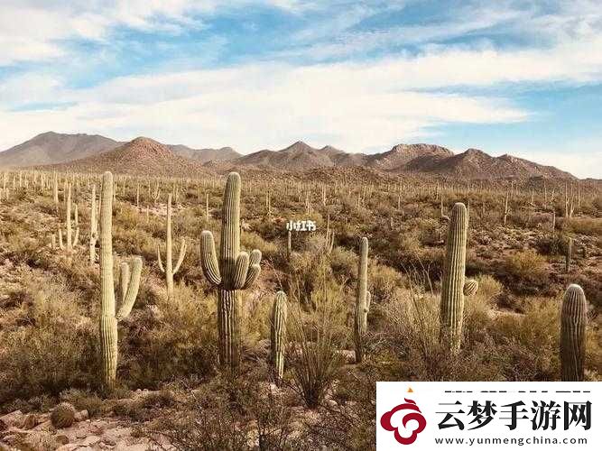 妹妹窩人體色-777777-仙人掌：探索未知的神秘世界