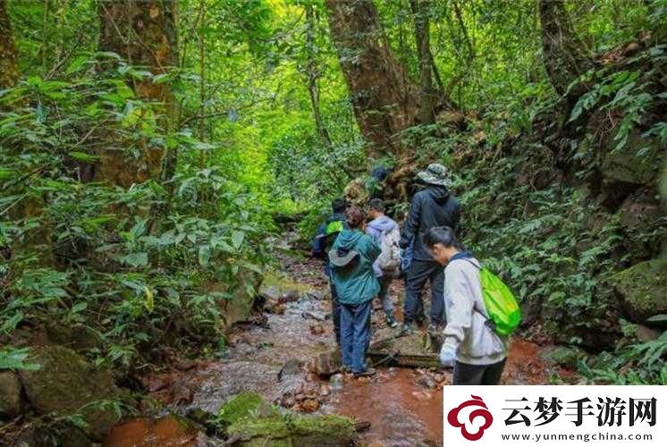 手慢慢游走往下穿過叢林：探秘自然的神秘之旅