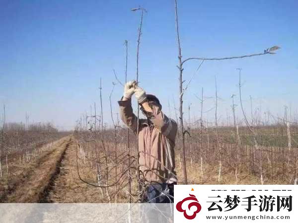 早春蘋果挨一刀是指蘋果樹(shù)的刻芽其作用是-揭秘果農(nóng)的智慧之舉
