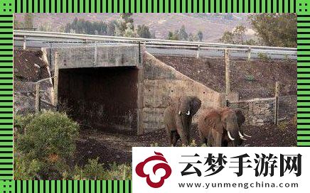 象跑通道-創(chuàng)潮我來