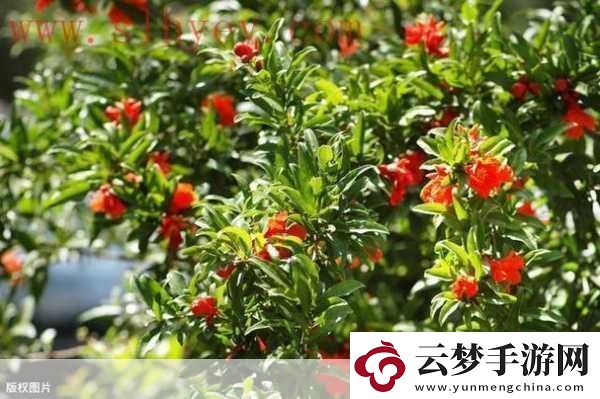 精品成品國(guó)色天香卡一卡三-國(guó)色天香：品味優(yōu)雅生活的藝術(shù)之旅