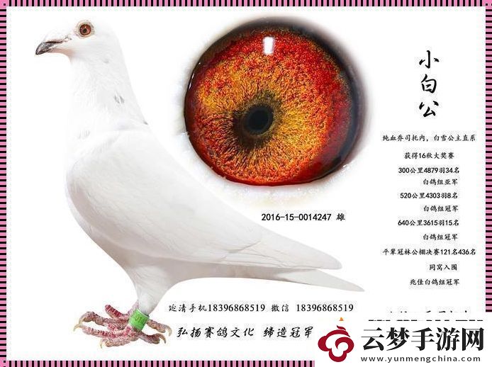 Ggy2022鴿子小白：科技界的“驚喜”連連看