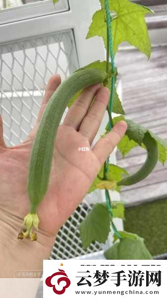 小豬草莓絲瓜深夜釋放自己歌詞探索