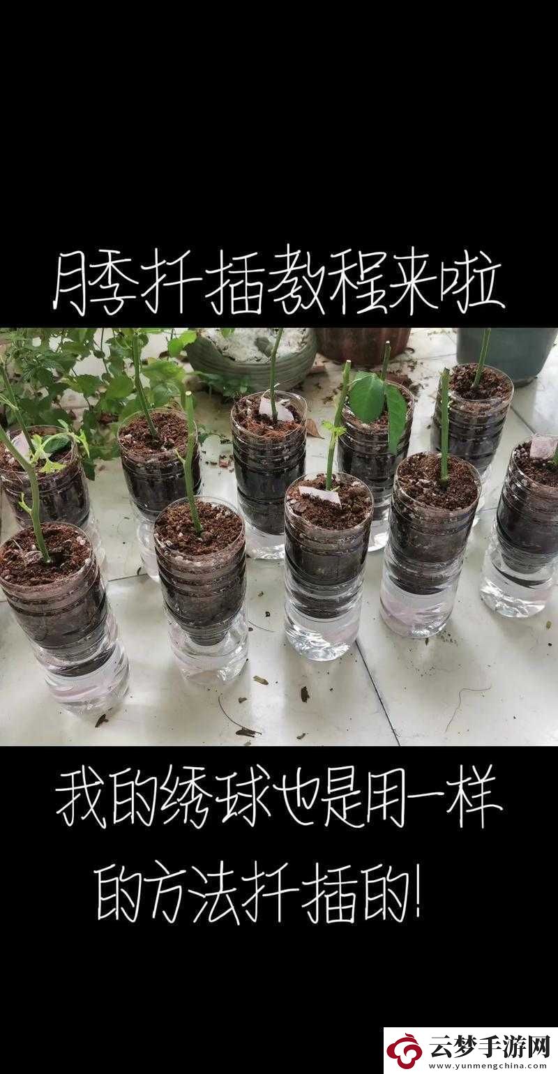 扦插過程視頻：教你輕松上手