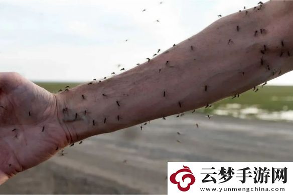 化敵為友！科學(xué)家讓蚊子為人類打疫苗