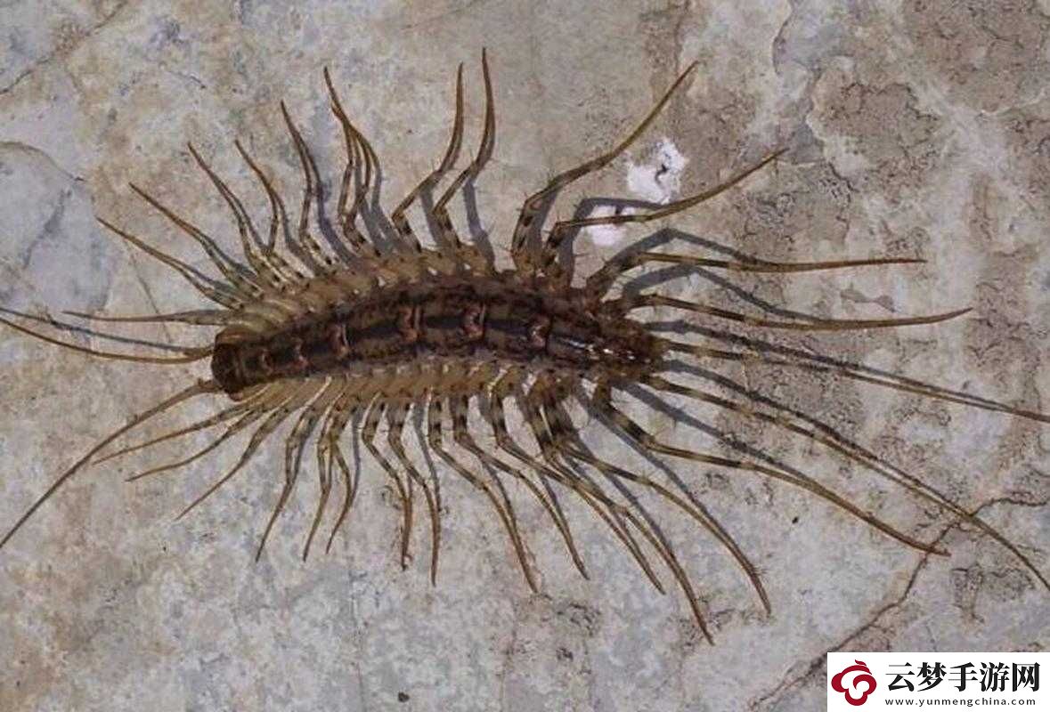 群星閃耀