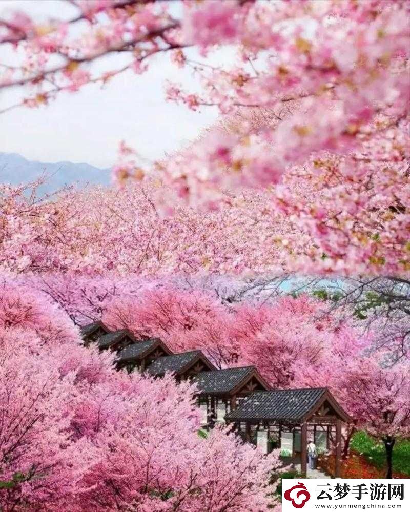 櫻花草視頻