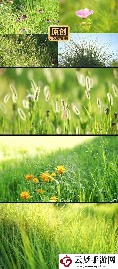 野花視頻韓國免費觀看