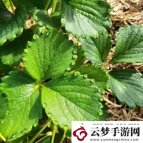 草莓濕漉漉