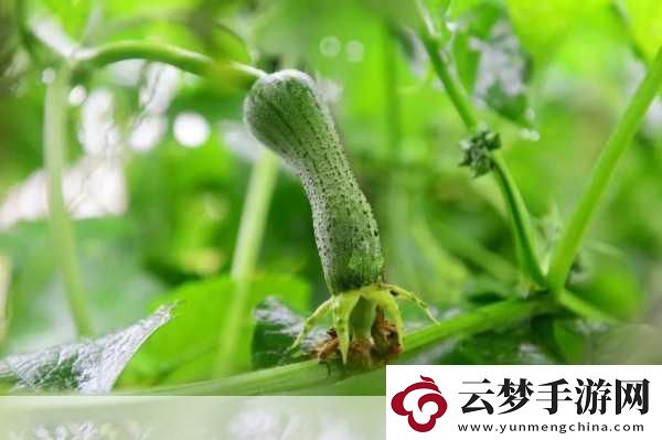 草莓綠巨人絲瓜香蕉黃瓜視頻大全