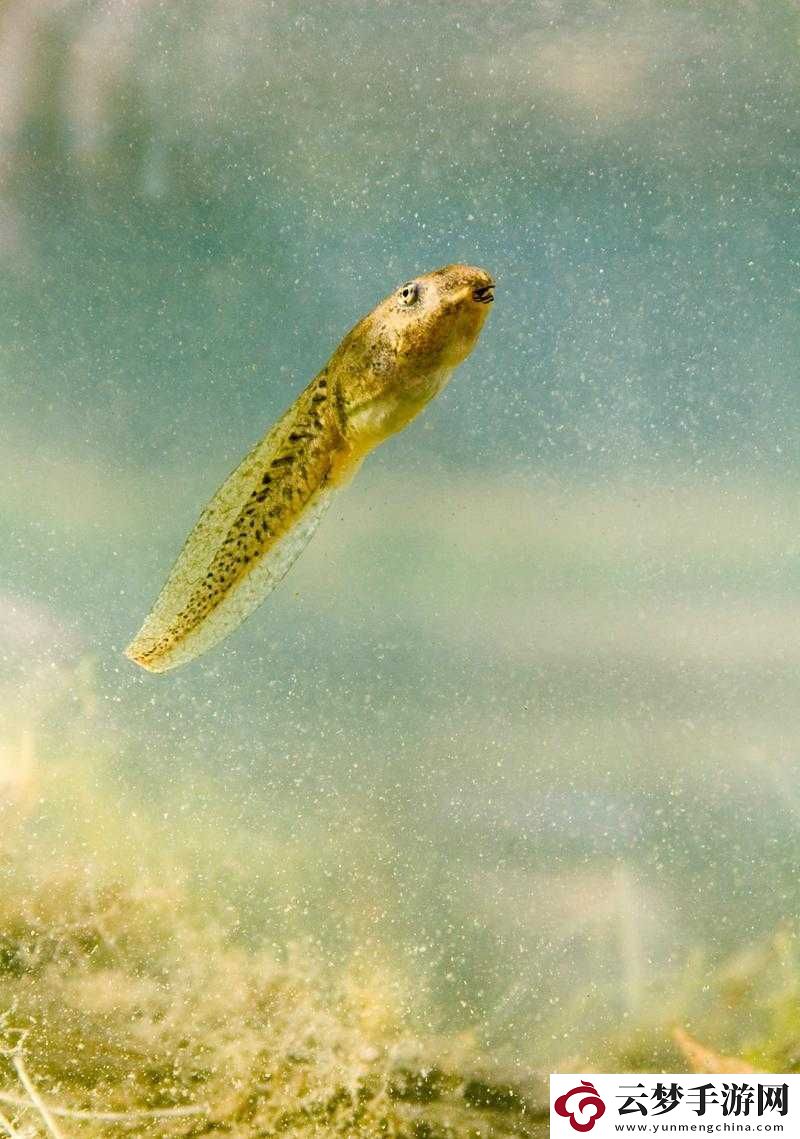 窩蝌蚪