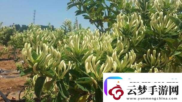 父承子液金銀花
