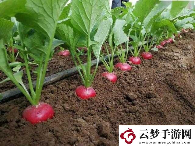 關(guān)于缺氧冰蘿卜的種植指南