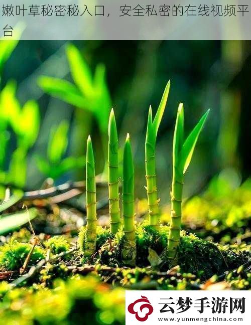 嫩葉草秘密秘入口