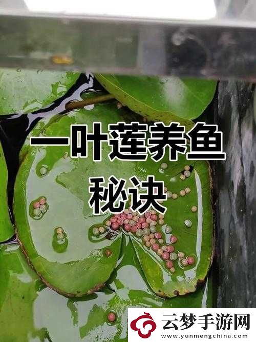 鯉魚吸水的正確姿勢